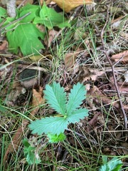 Potentilla simplex