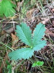 Potentilla simplex