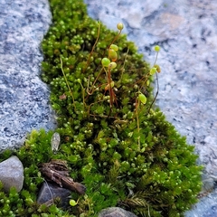 Bryum dichotomum