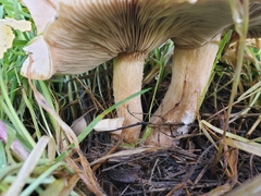 Clitocybe nebularis