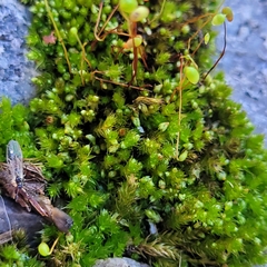 Bryum dichotomum
