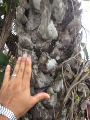 Copernicia prunifera