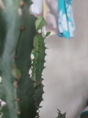 Euphorbia trigona