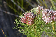 Serruria ascendens