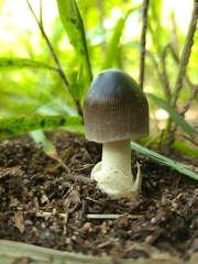 Amanita pachycolea