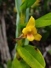 Maxillaria