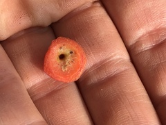 Rosa pseudoscabriuscula