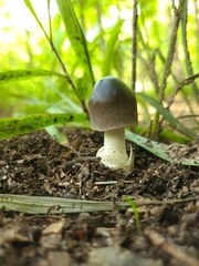 Amanita pachycolea
