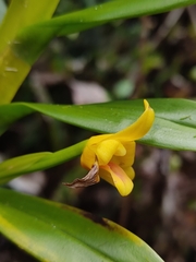 Maxillaria