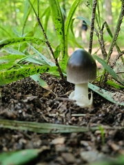 Amanita pachycolea