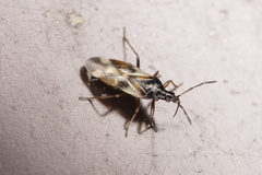 Anthocoris nemorum