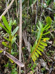 Maxillaria