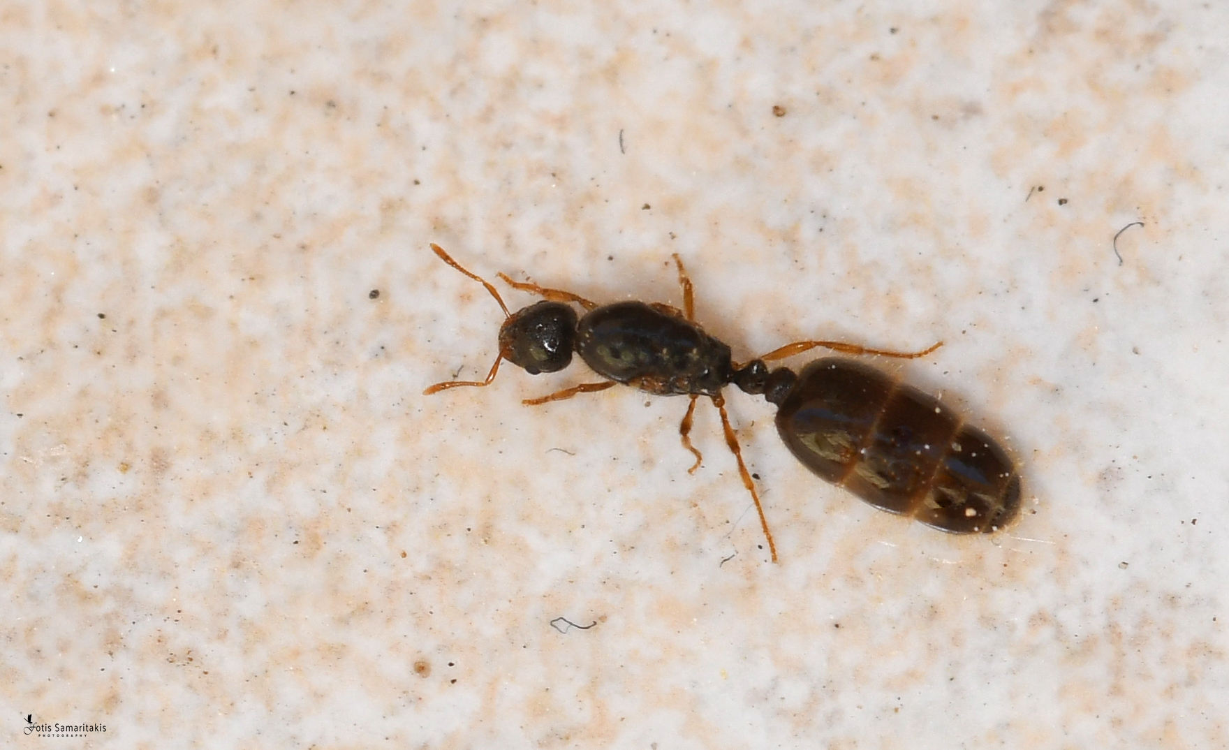 Solenopsis crivellarii