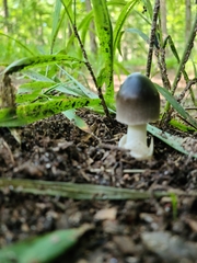 Amanita pachycolea