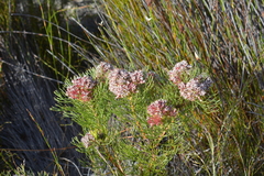 Serruria ascendens