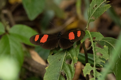 Heliconius erato microclea