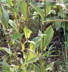Rudbeckia scabrifolia