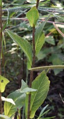 Rudbeckia scabrifolia