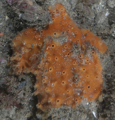 Heteroscleromorpha