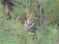 Tamarix gallica