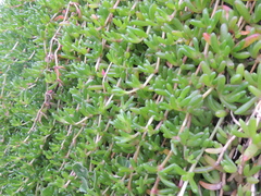 Disphyma crassifolium