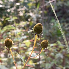 Rudbeckia scabrifolia