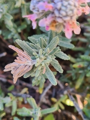 Teucrium capitatum