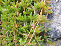 Disphyma crassifolium