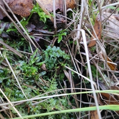 Rhizomnium punctatum