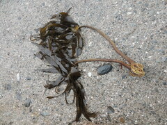 Laminaria digitata