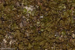 Melanelixia subaurifera