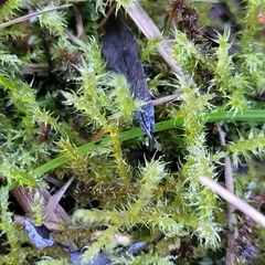 Rhytidiadelphus squarrosus