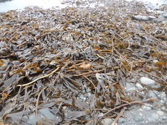 Laminaria digitata