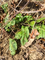 Rumex obtusifolius