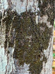 Melanelixia subaurifera