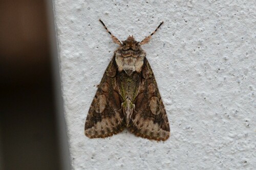 Allophyes oxyacanthae