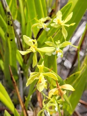 Encyclia granitica