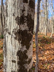 Melanelixia subaurifera