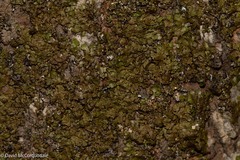 Melanelixia subaurifera