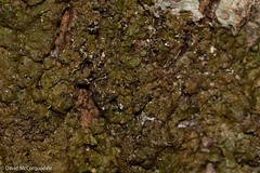 Melanelixia subaurifera