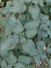 Urtica dioica