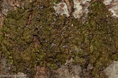 Melanelixia subaurifera