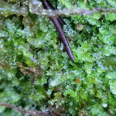 Calypogeia