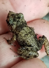 Eleutherodactylus rogersi