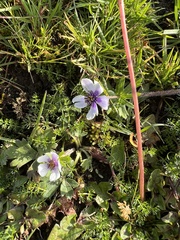 Anemonastrum obtusilobum