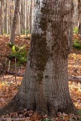 Melanelixia subaurifera