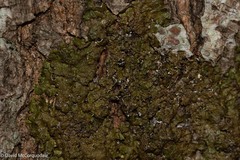 Melanelixia subaurifera