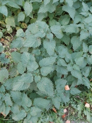 Urtica dioica