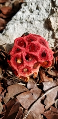 Clathrus crispus