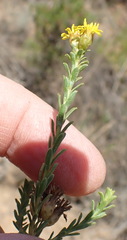 Oedera genistifolia
